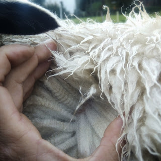 Shetlandwolle
