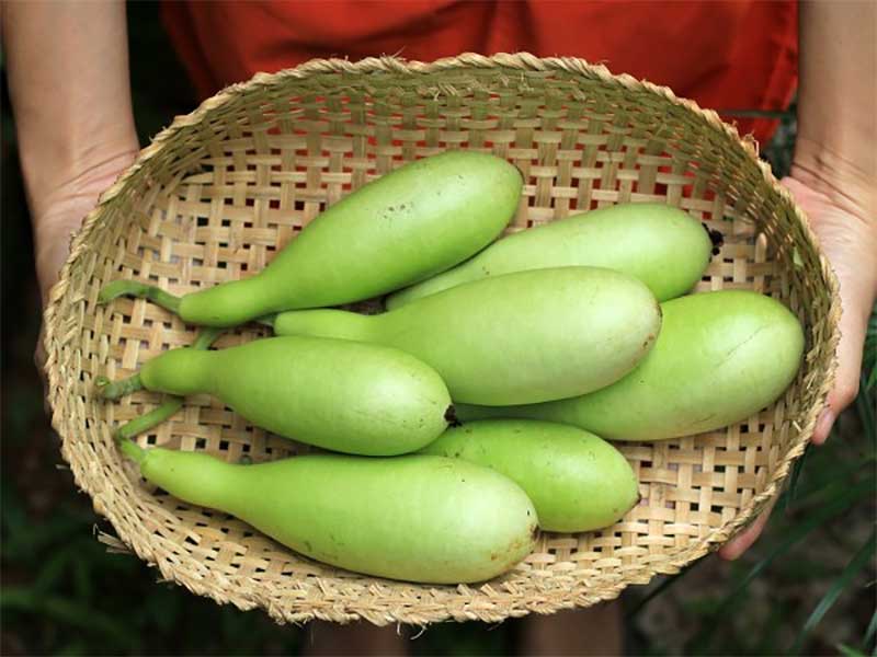 Benefits Of Drinking Bottle Gourd Juice With Ginger Every Morning Dr