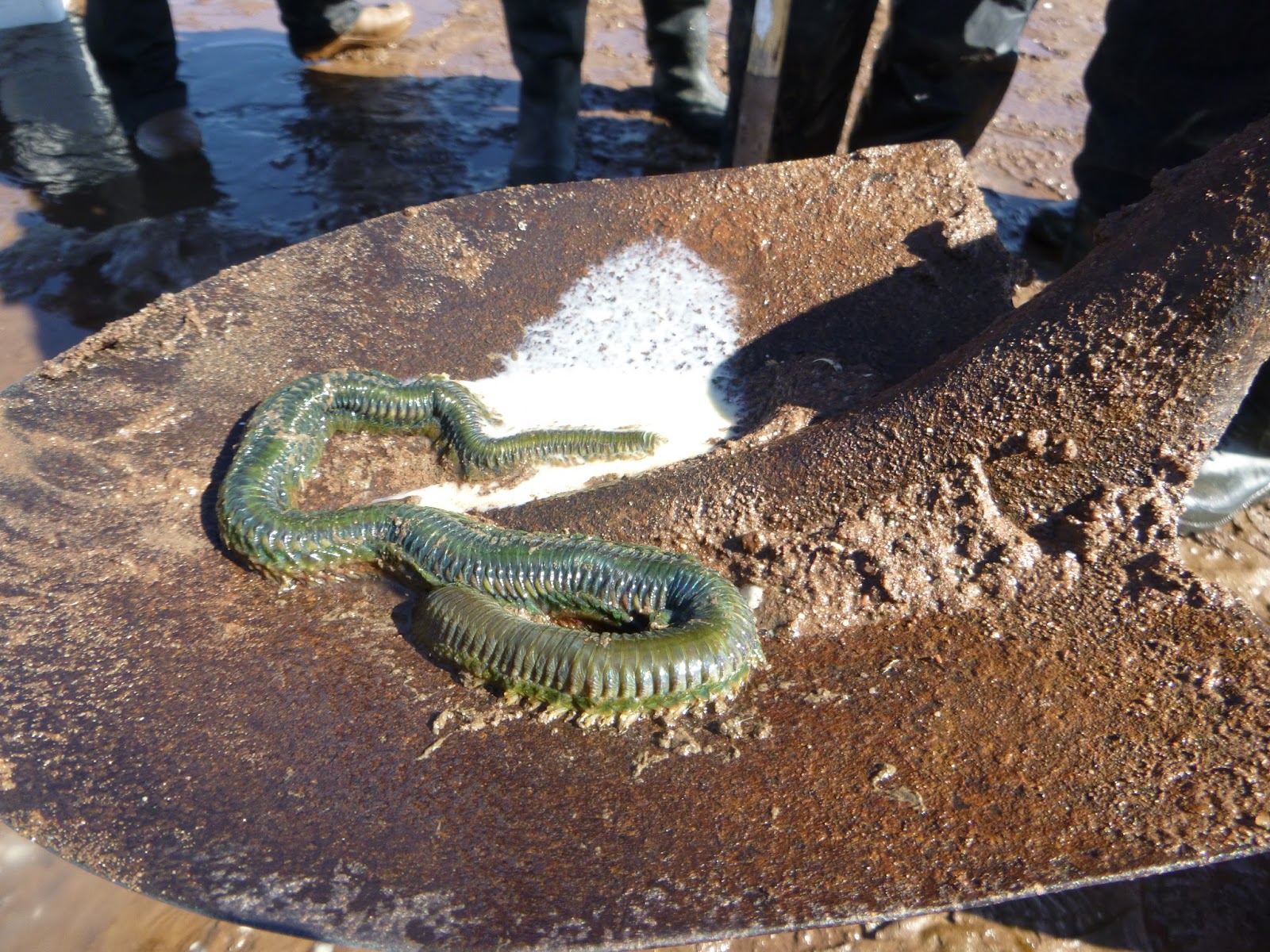 Huntsman Marine Science Centre May Video of the Month Clam Worm