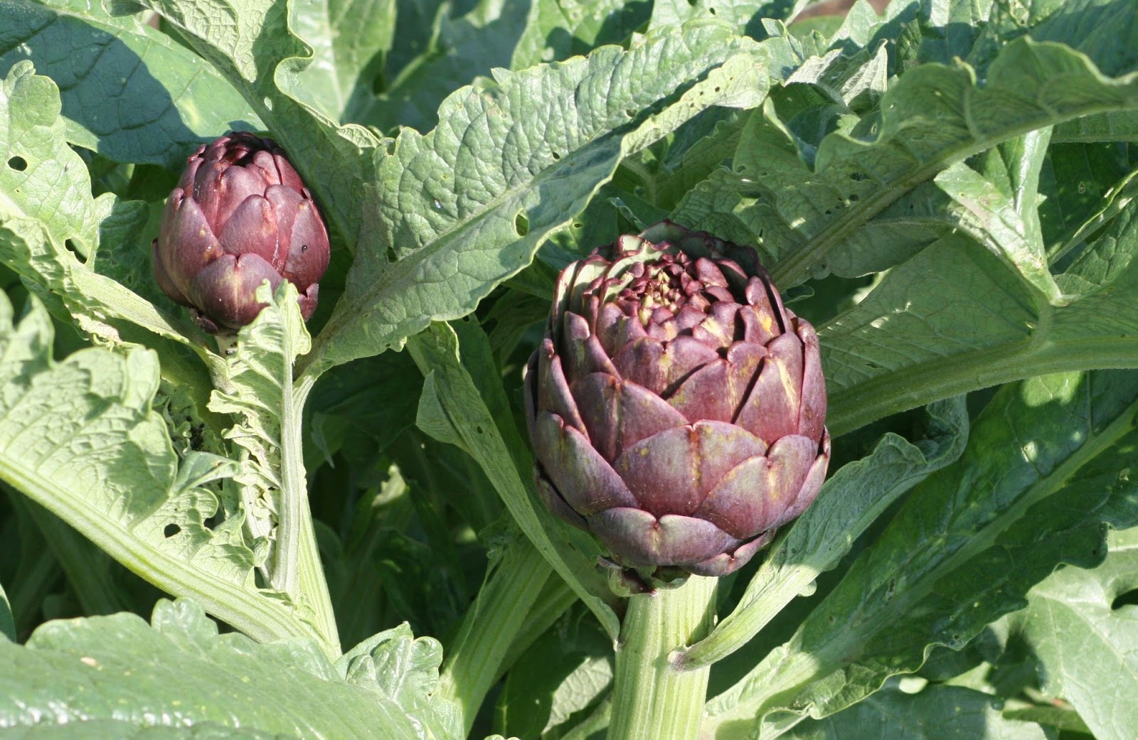 Allotment From Plan To Plot To Platter Growing And Using Globe Artichokes