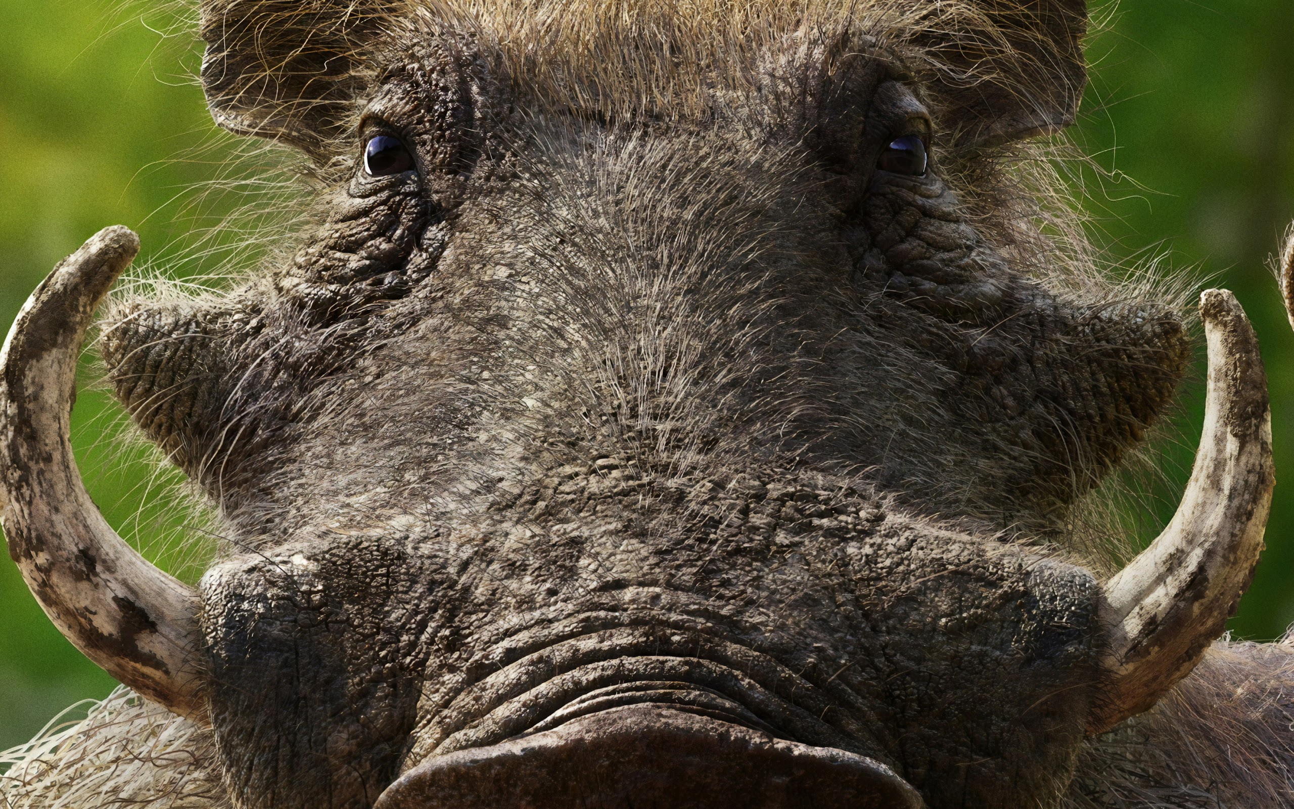 The Lion King, 2019, Pumbaa, 4K, 24 Wallpaper PC Desktop