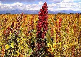 Sembrío de quinua Agricultura Cultura Tiahuanaco (Sembrío de quinua)