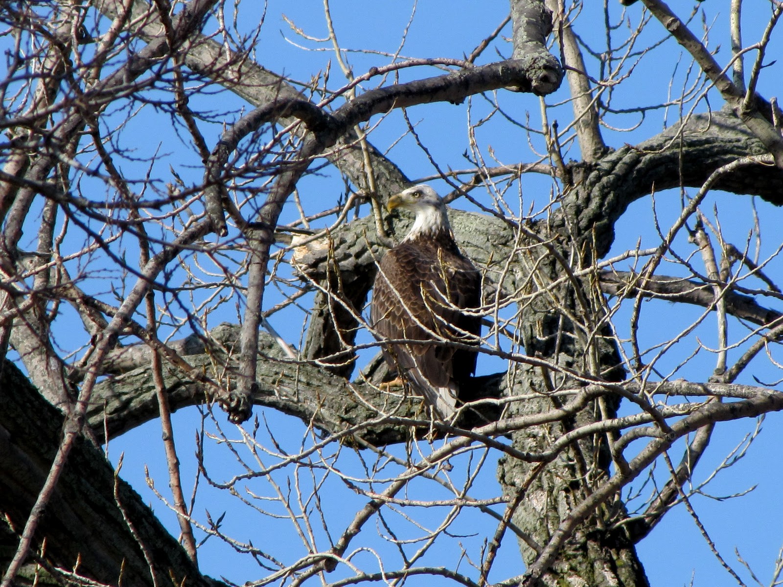On the road: Bald Eagles