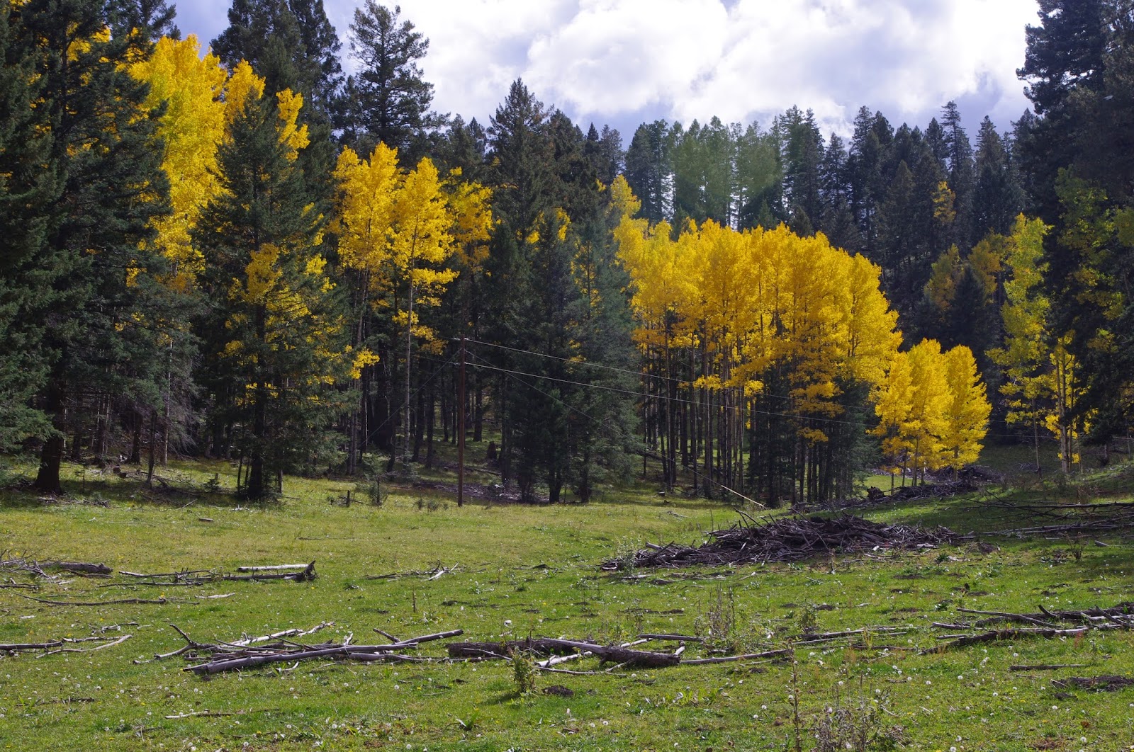 Southern New Mexico Explorer Benson Ridge Road( FR 223) Aspens