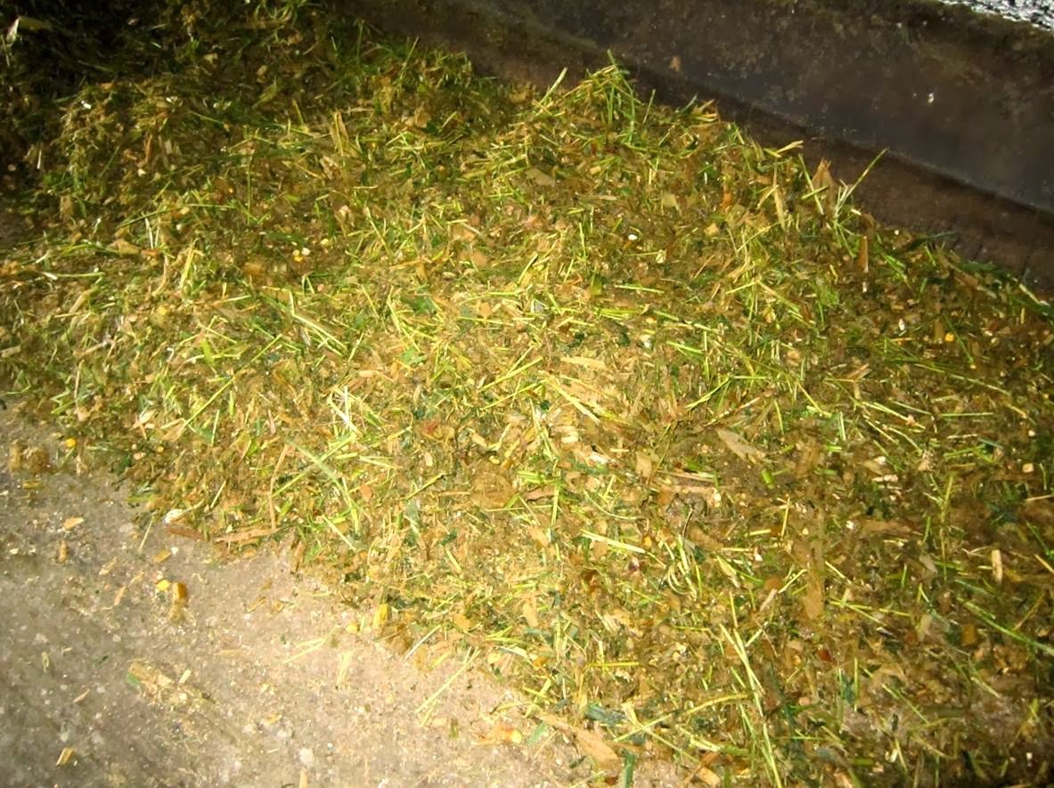 Jenis Pakan Untuk Sapi Betina Yang Perlu Anda Ketahui ! | hijauan fermentasi 