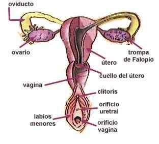 APARATO REPRODUCTOR FEMENINO