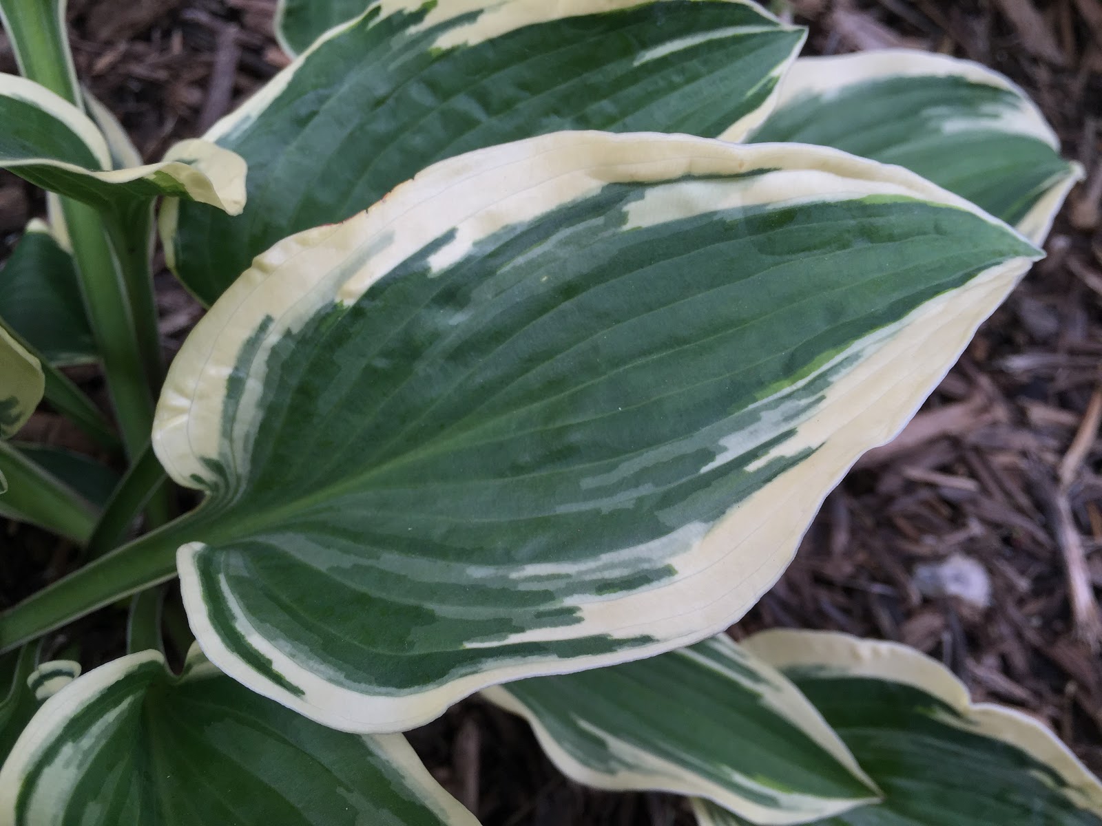 Hosta la vista, June! [Backyard Neophyte Landscaping Blog]