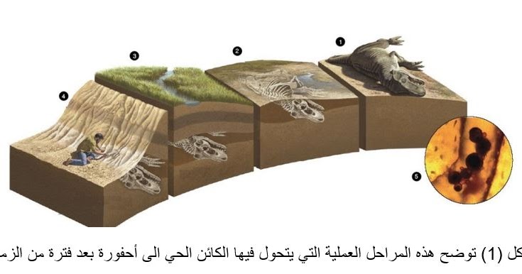 كيف يستطيع الانسان معرفة المناخ القديم والعتيق للأرض رغم ظهوره في الدقيقة الأخيرة من عمرها فقط