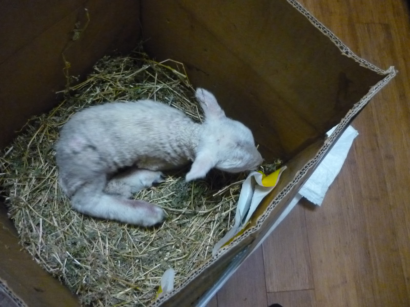 Opportunity Farm: How to raise a Poddy Lamb or two