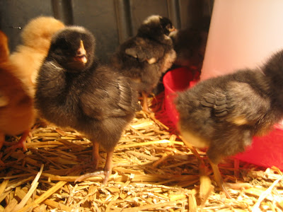 barred rock pullet chick