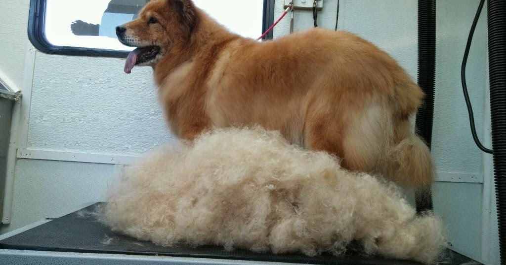 Az Pet Stylist Inc Prices