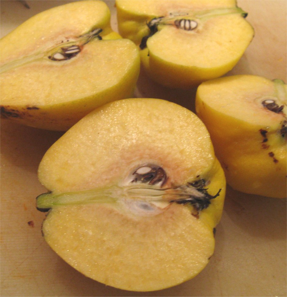 Temperate Climate Permaculture Permaculture Plants Quince Tree