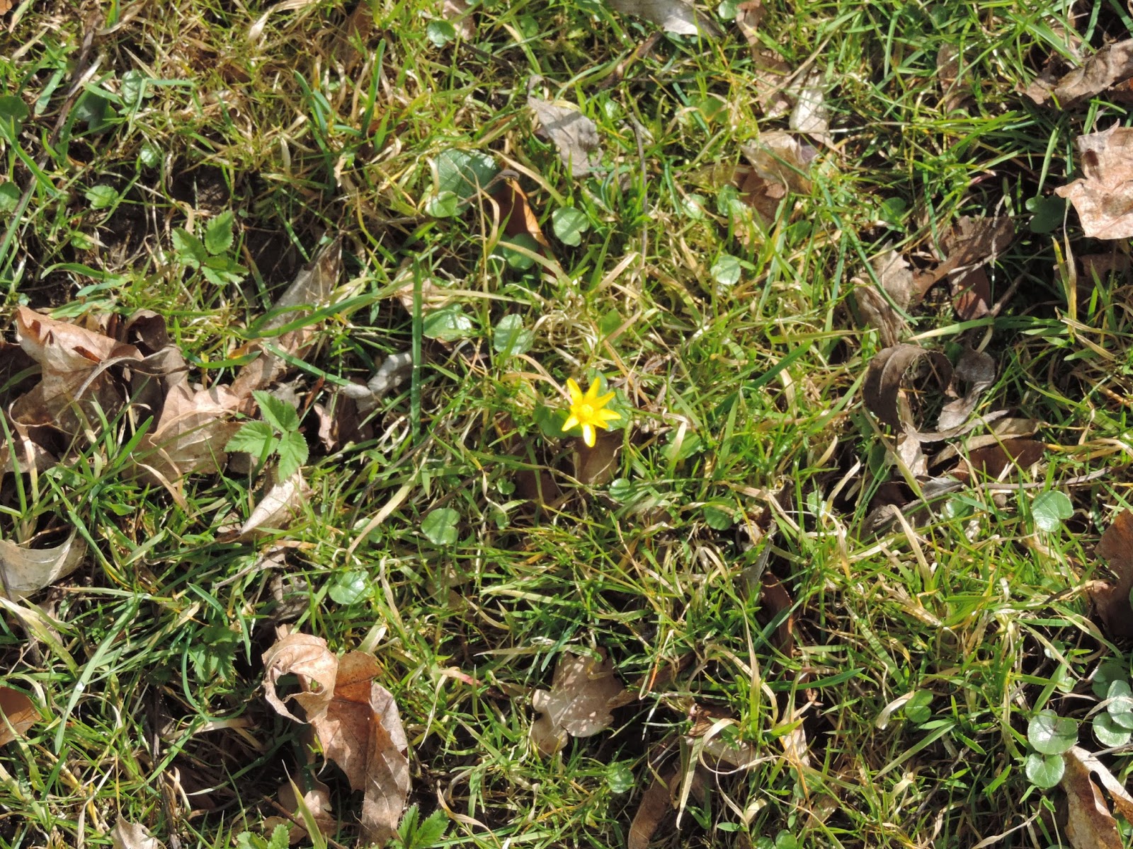 Frühlingswind geht durch die Gärten
