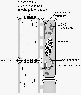 Senior Biology: Transport in plants