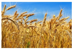 зерновая культура пшеница