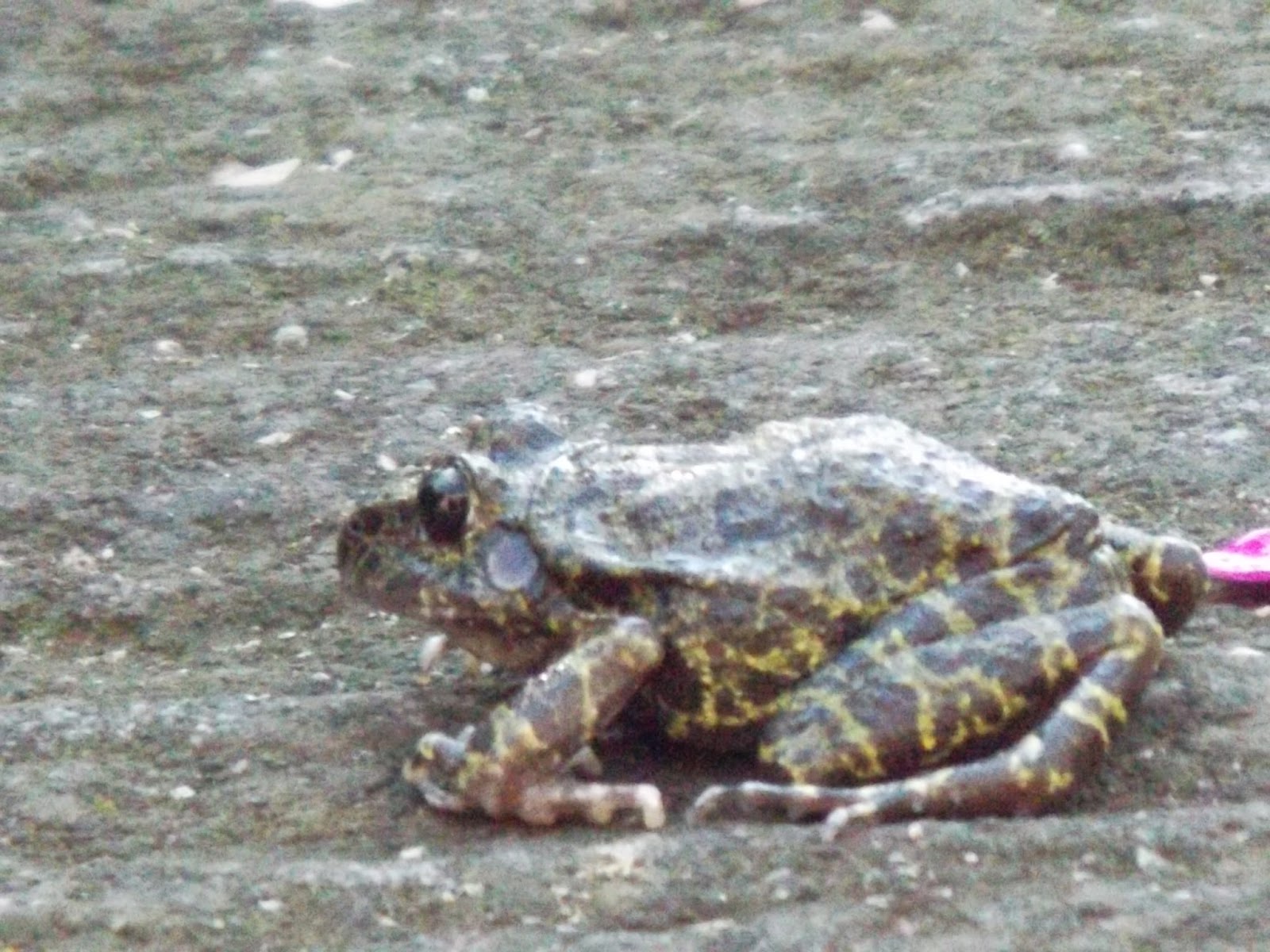San Juan Tlacotenco: Sapo excavador