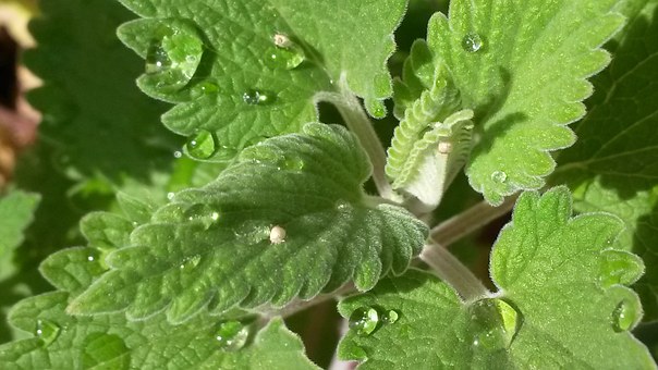 Medicinal Plants Catnip medicinal-plants-catnip