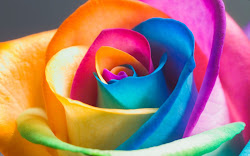 colorful flower desktop background wallpapers flowers roses rainbow bright colour multicoloured pretty