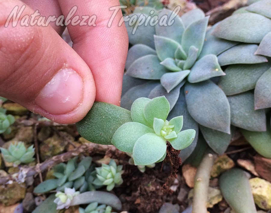 Esqueje de hoja de la planta suculenta Echeveria carnicolor