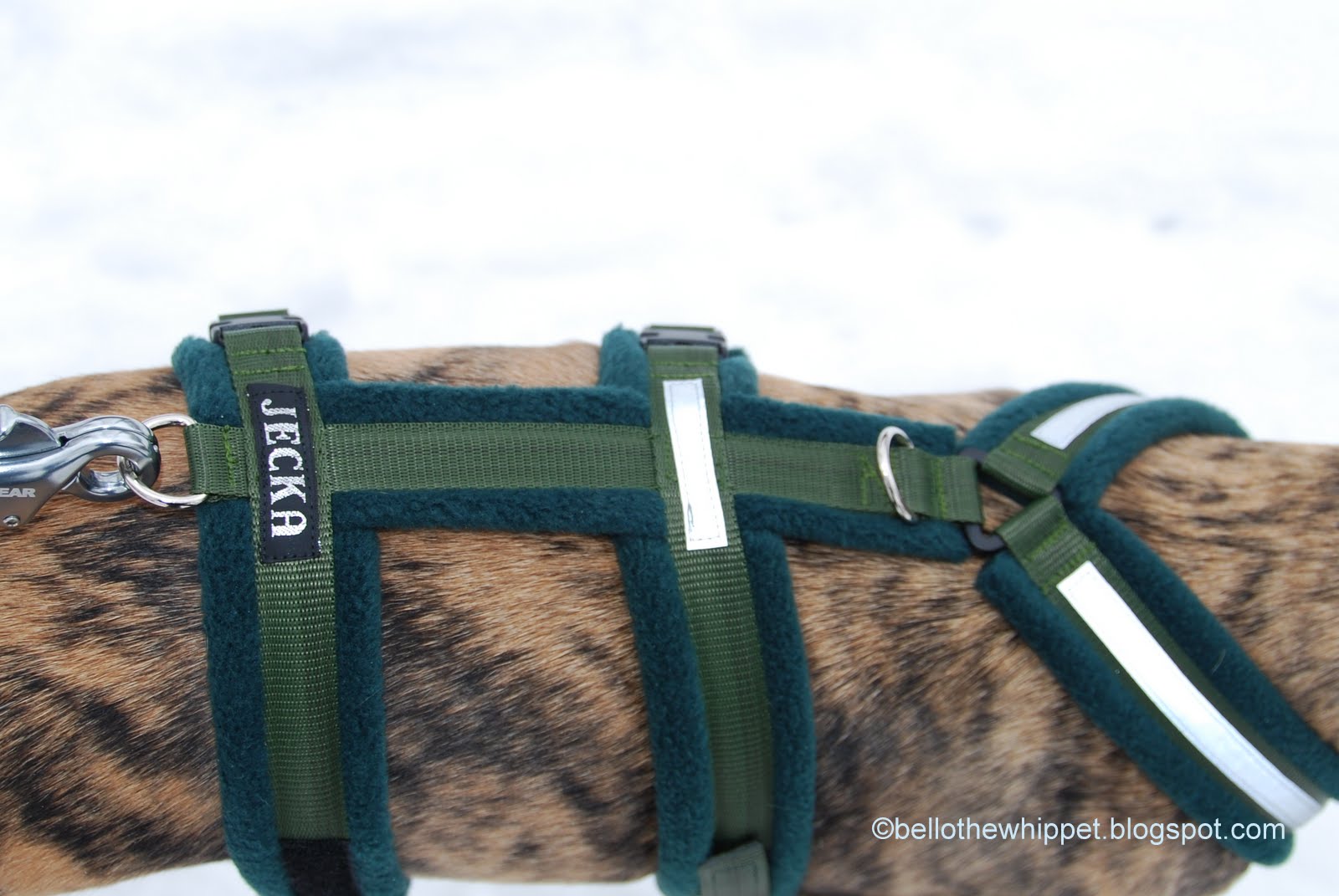 Bello the Whippet Is this the best sighthound harness in the world?