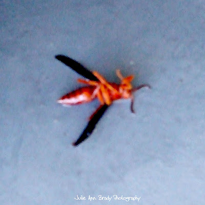 Polistes carolina rust-colored wasp Polistes carolina rust-colored wasp