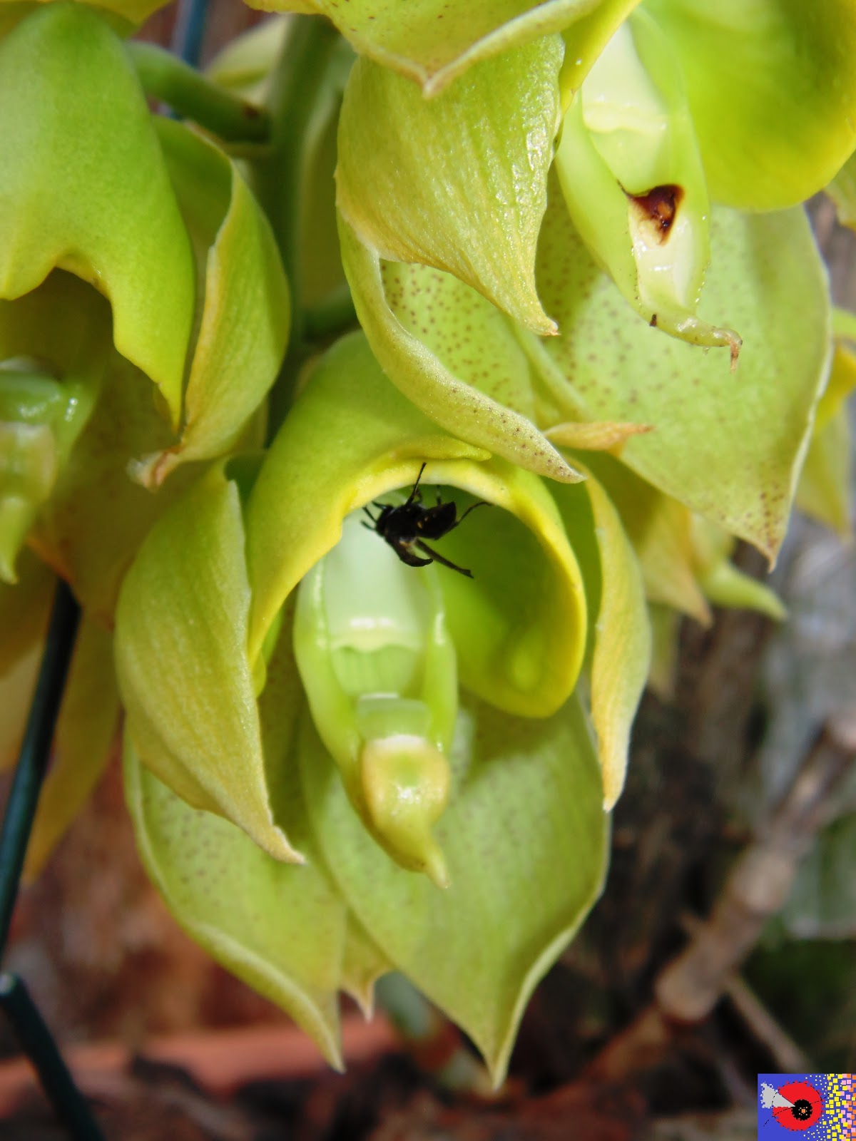ORQUÍDEAS * BROMÉLIAS: 368 - Orquídea: Catasetum macrocarpum outra variação