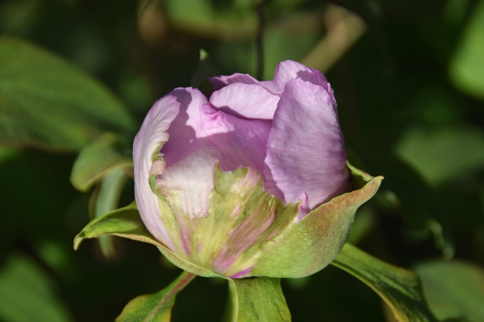Southern Peony 2018 Third Peony Bloom of the Season P. Rockii