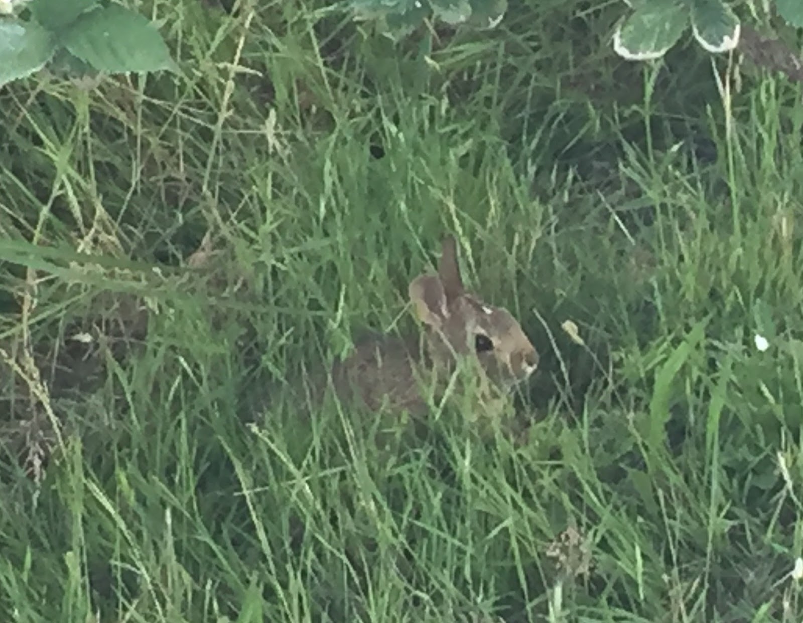 Cliff Mass Weather Blog: A New Environmental Challenge for Seattle ...