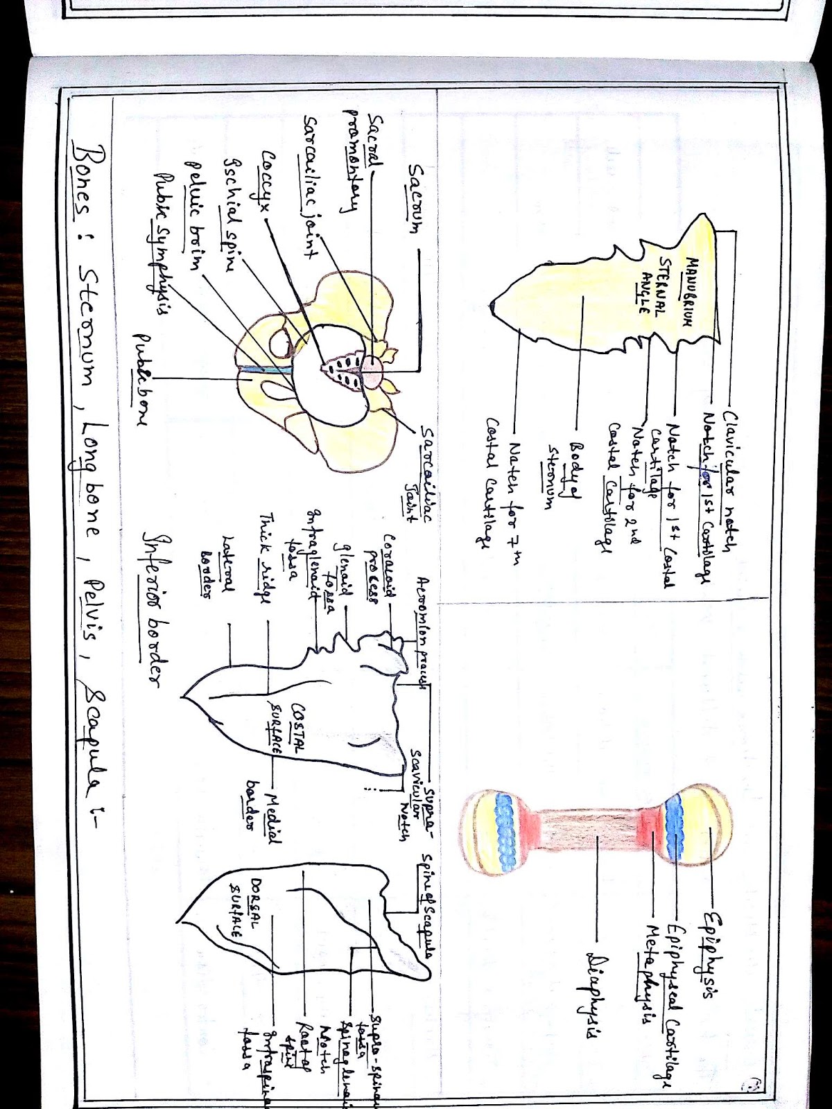 Anatomy Diagram Book