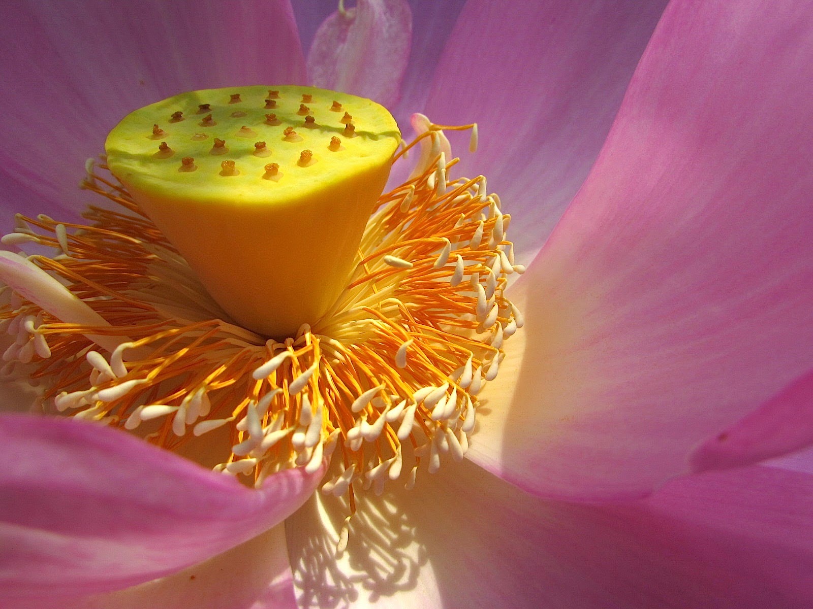 Orange explains it all Walking Kenilworth Aquatic Gardens