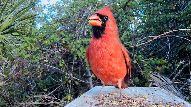 Northern Cardinal Singing and Defending Territory