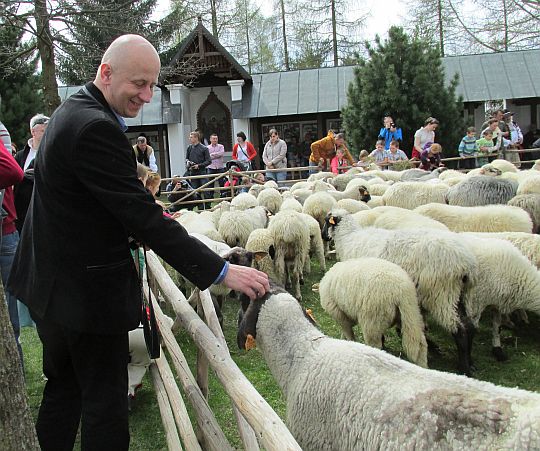 Stado zostaje zamknięte w koszarze. Stado zostaje zamknięte w koszarze.