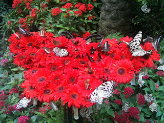 red butterfly along with red flowers