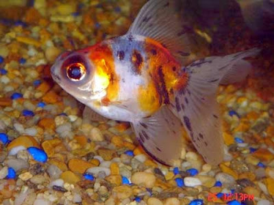 PEZ GOLDFISH PEZ GOLDFISH