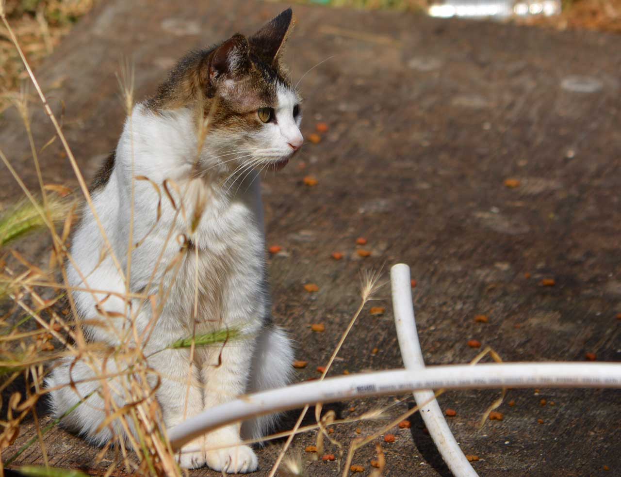 Lucy in the Yard, with Cat Food