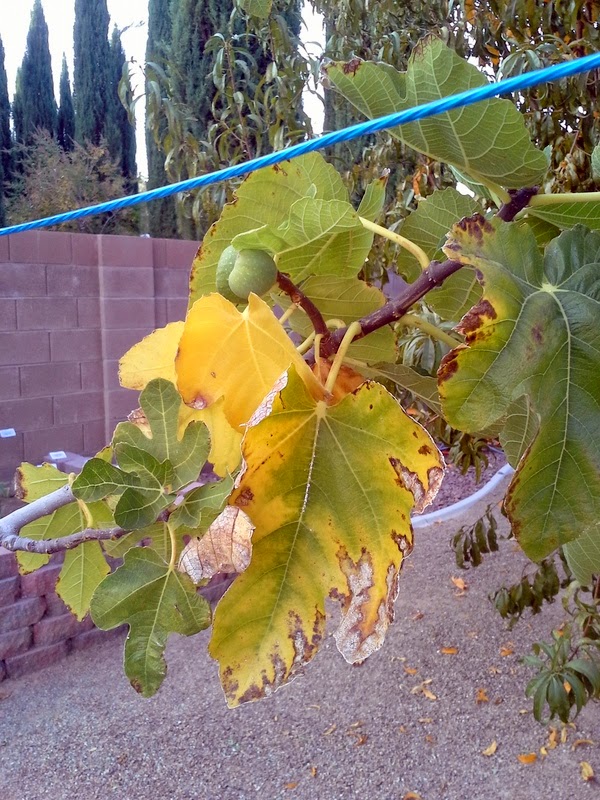 Xtremehorticulture of the Desert Fig Tree in November with Yellow and