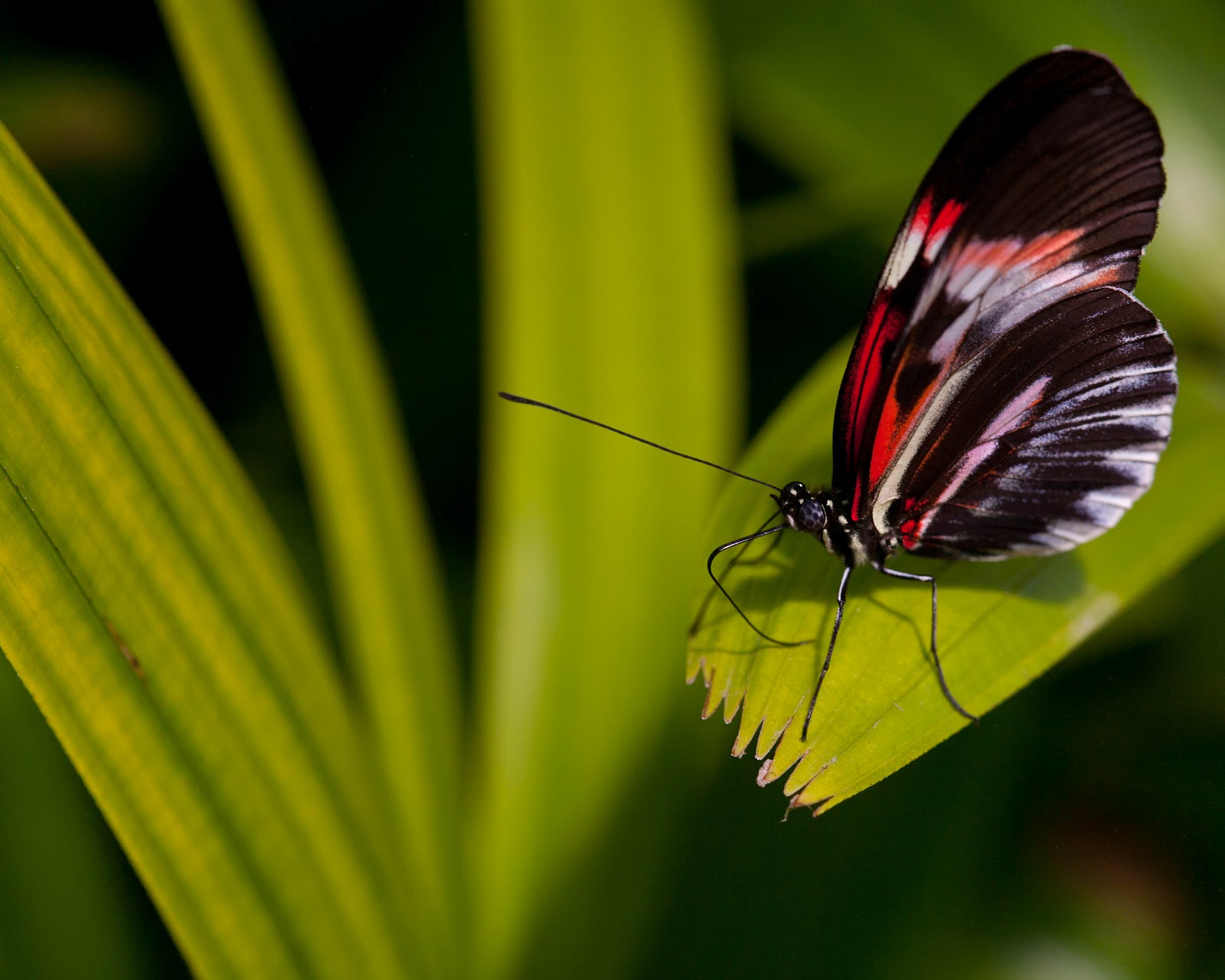 Light. Places. Time. Butterfly World. Coconut Creek. Florida.