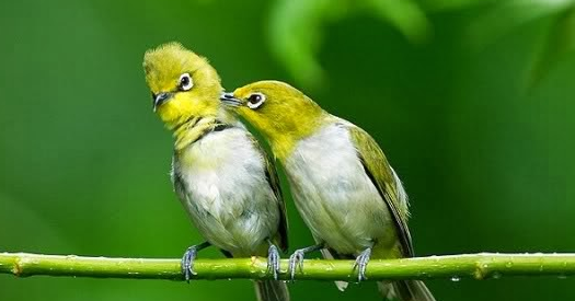 Ciri Ciri Burung Pleci Jantan Dan Betina