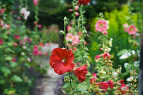 Plants for tropical gardens