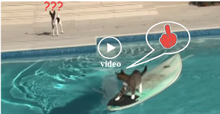 Cat's great escape, surf, picine, slow motion, funny videos, hq Cat's great escape