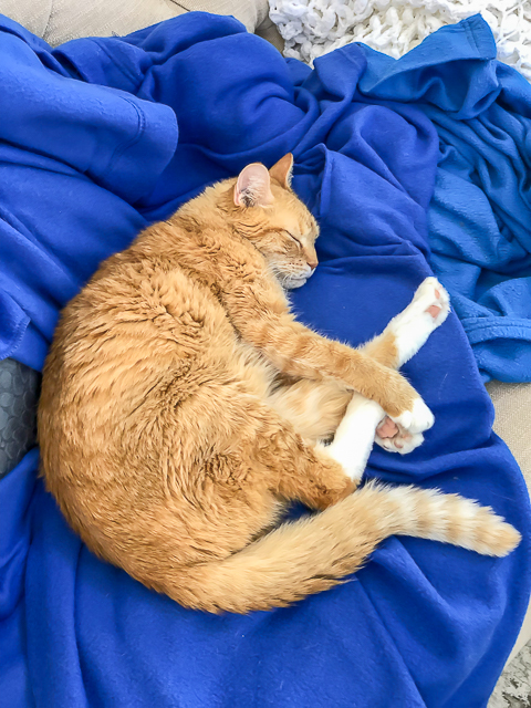 Meow Monday - pictures of cute cats to start the week! Come see what Jack, Squeaky, and Nacho Man Kitty Savage have been up to! cat laying on a blue blanket
