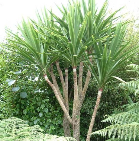 Wahyu Garden Bali Taman Bunga Pohon Palem Bali