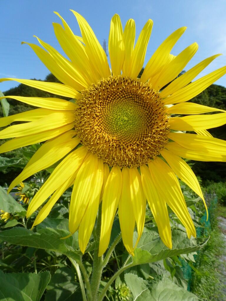 Economía Ajuste del precio mínimo para el girasol