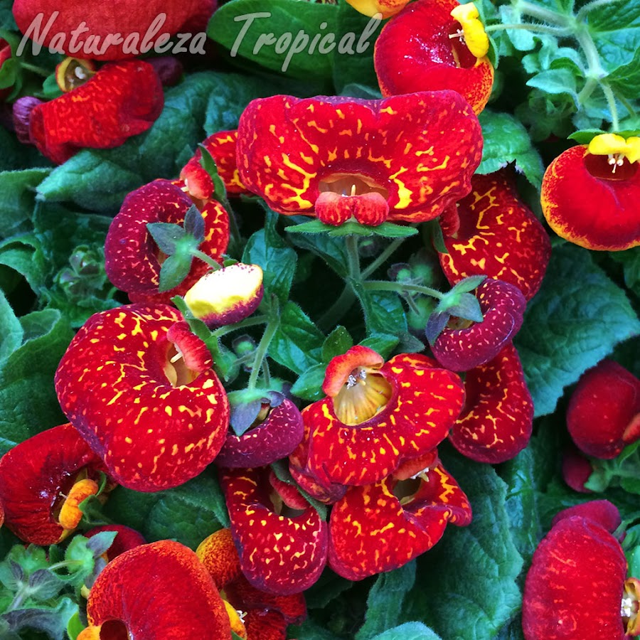Floración de una planta Zapatillas de Venus, género Calceolaria. Flores rojas con pocas manchas amarillas