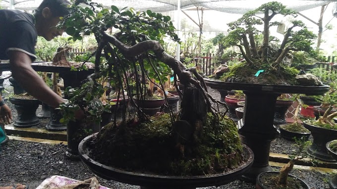 HASILKAN JUTAAN RUPIAH DARI USAHA BONSAI