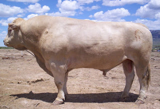 Cruzamento entre vaca e búfalo