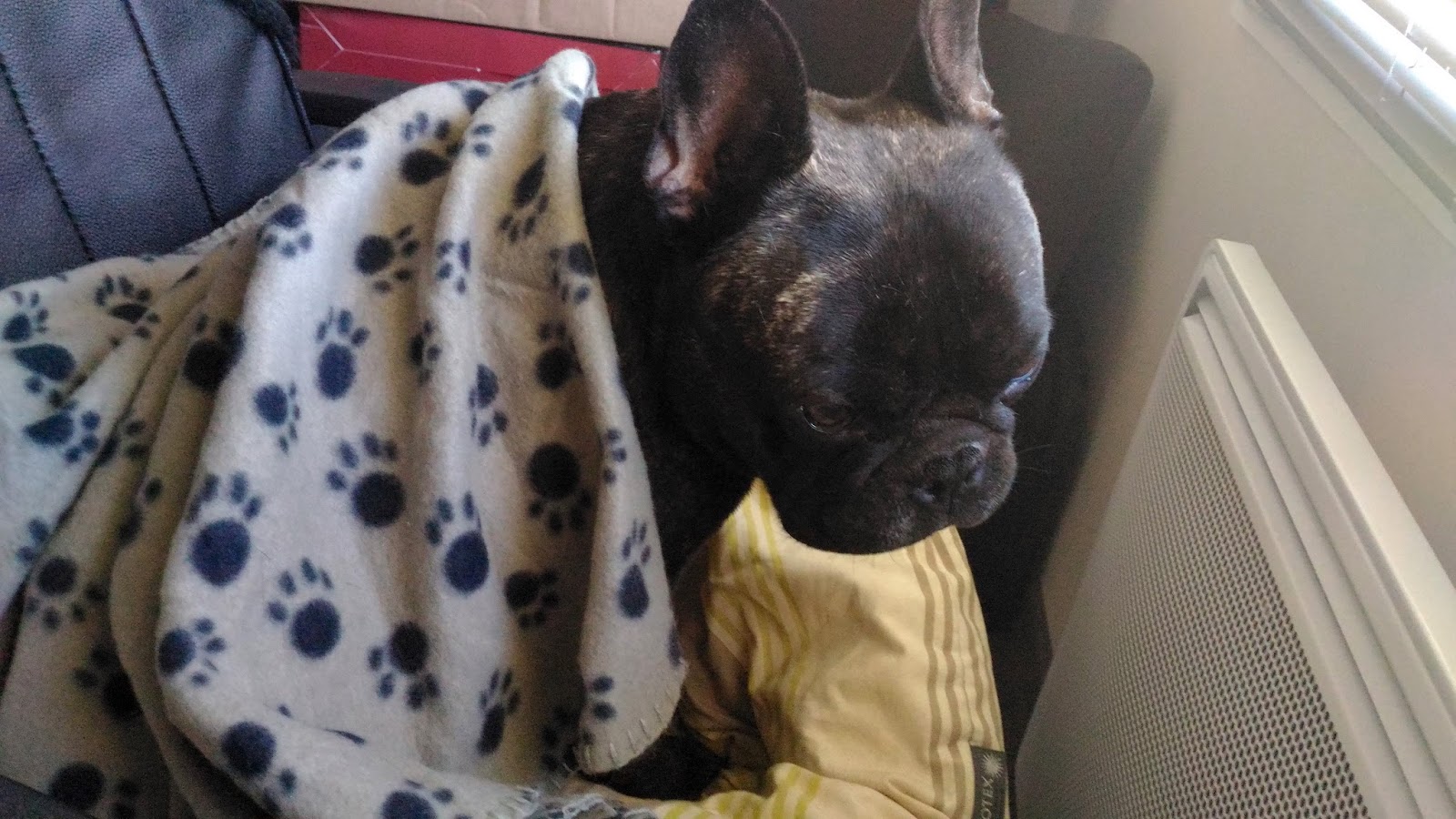 Griffin, bouledogue français Opération voile du palais + sténose des narines + amygdalite