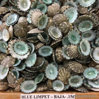Blue Limpet shells at The Shell Shop in Morro Bay, California
