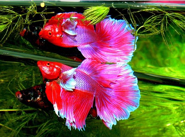 Ikan Hias Tanpa Oksigen Di Akuarium Aneka Ikan Hias