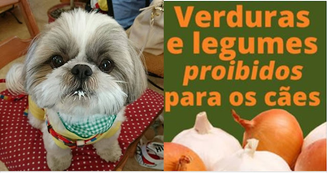 Verduras e legumes proibidos para os shih tzu